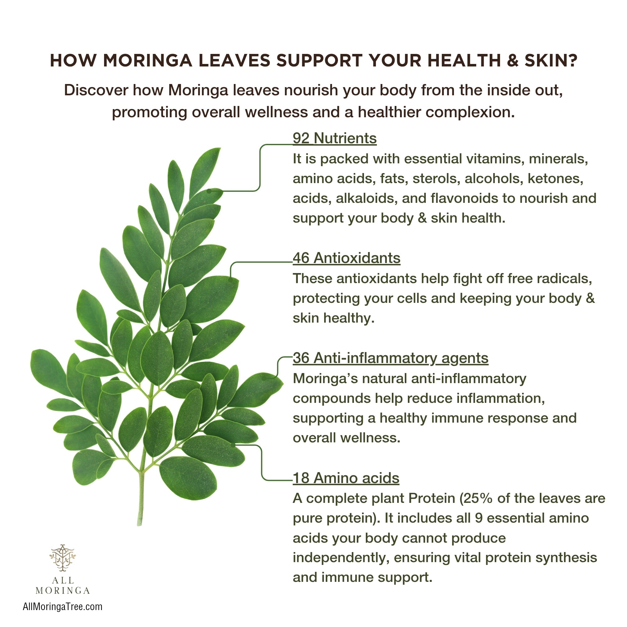 Premium Organic Moringa Oleifera Leaf Powder, Raw, Pure, Non GMO-2